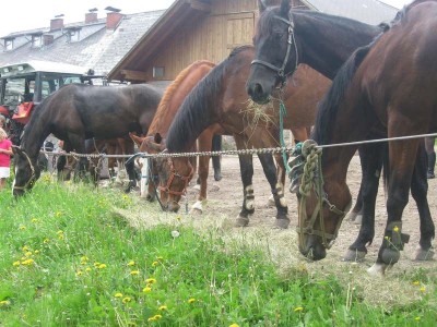 wanderreiten_2009_42