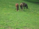 wanderreiten_2009_34