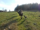 teichalm_wanderreiten_16